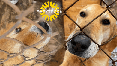 Сделали свет, дали тепло: Планета Электрика помогла приюту Верность