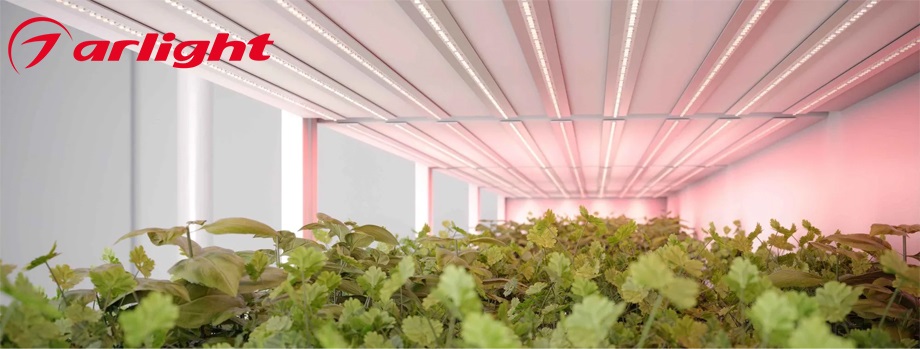 новость FITOLUX от ARLIGHT – инновационный подход к садоводству со светодиодной лентой.jpg
