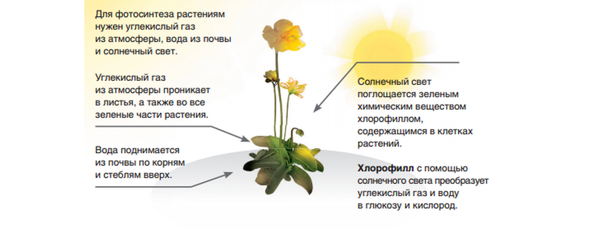 процесс фотосинтеза