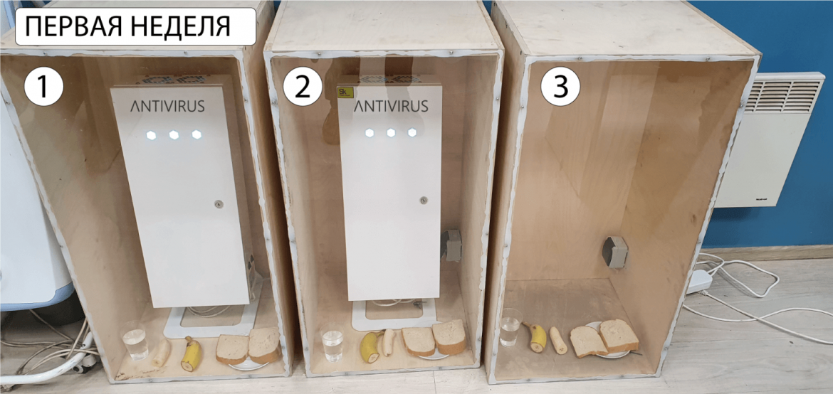 Первая неделя эксперимента 